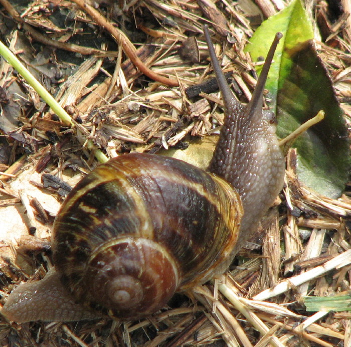 Helix  pomatia ??